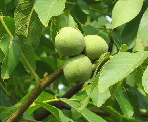 juglans-regia- Ořešák královský.jpg