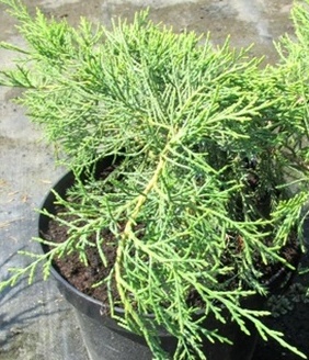 Junierus sabina Arcadia.jpg