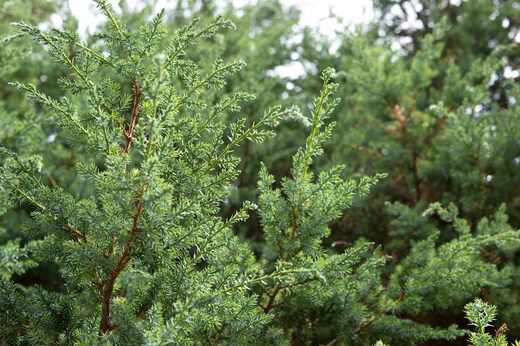 Juniperus chinensis Blue Alps