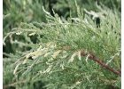 Juniperus chinensis Izabelin.jpg