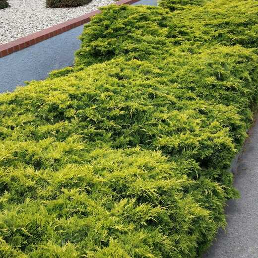 Juniperus chinensis 'Old Gold' - Jalovec 'Old Gold'