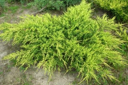 Juniperus chinensis Old Gold.webp