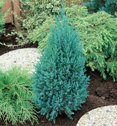 Juniperus chinensis 'Stricta- Jalovec čínský 'Stricta
