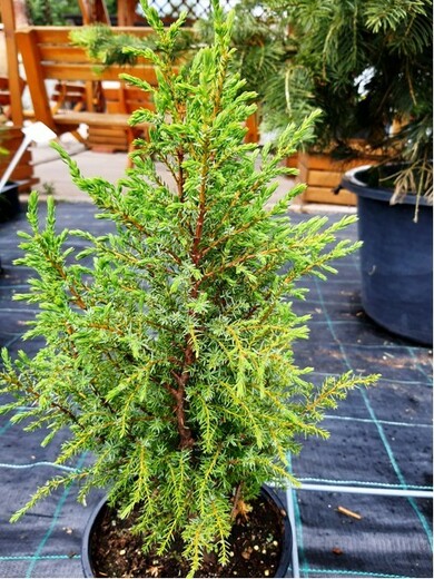Juniperus communis ´Compressa´ - Jalovec obecný 'Compressa