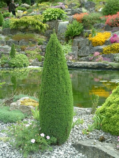 Juniperus communis ´Compressa´ - Jalovec obecný 'Compressa-