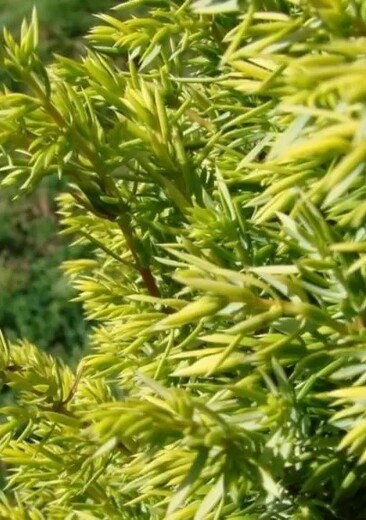 Juniperus-communis- gold cone.jpg