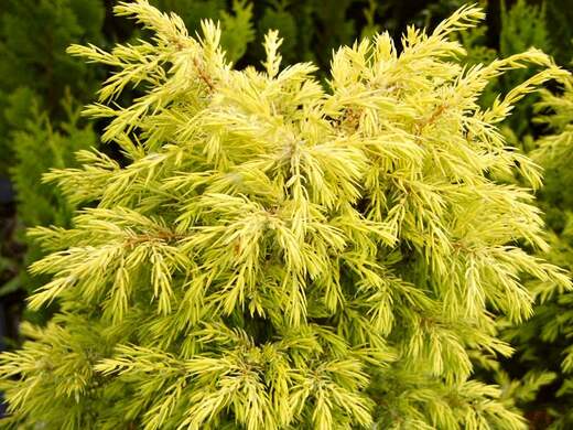 Juniperus communis. 'Golden Star - Jalovec obecný