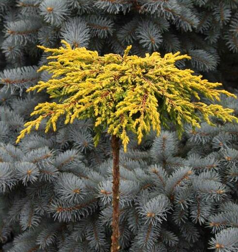 Juniperus communis. 'Goldschatz'- jalovec obecný -  na Kmínku