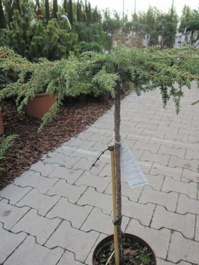 Juniperus communis. 'Green Carpet- Jalovec obecný 'Green Carpet'