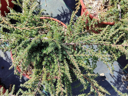 Juniperus communis. 'Green Carpet- Jalovec obecný 'Green Carpet'