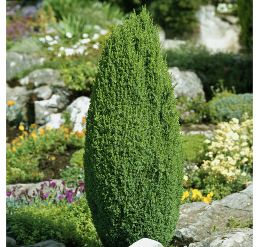 Juniperus communis. 'Oblonga Rigida- jalovec obecný