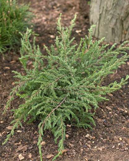 Juniperus communis. 'Repanda'- Jalovec obecný 'Repanda' (polehav