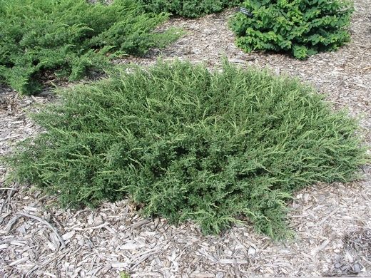 Juniperus communis. 'Repanda'- Jalovec obecný 'Repanda' (polehav