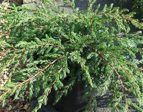 juniperus communis repanda.jpg
