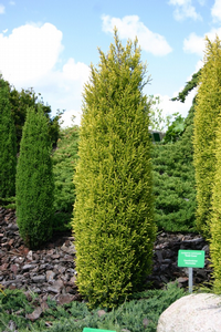 Juniperus communis. 'Suecica- jalovec obecný
