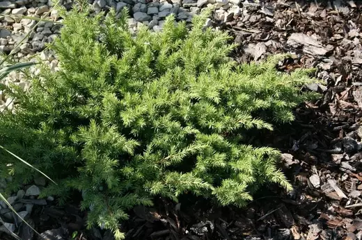 Juniperus conferta 'Schlager' – Jalovec ‘Schlager’