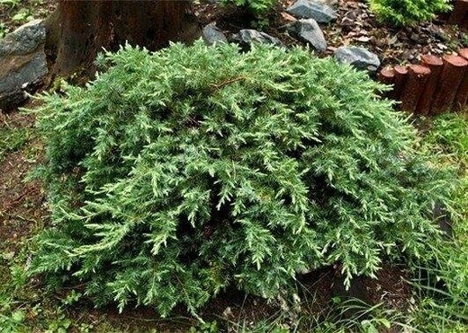 Juniperus conferta 'Schlager' – Jalovec ‘Schlager’