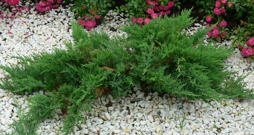 Juniperus horizontalis 'Andorra Compact'- Jalovec 'Andorra Compa