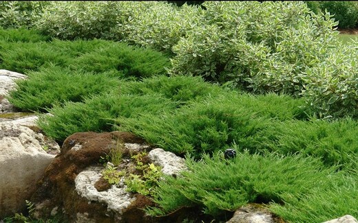 Juniperus horizontalis 'Andorra Compact'- Jalovec 'Andorra Compa
