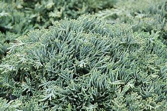 Juniperus horizontalis 'Icee Blue – jalovec Icee Blue polehlý