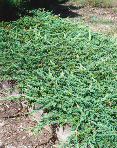 Juniperus horizontalis 'Prince of Wales- jalovec polehlý prince
