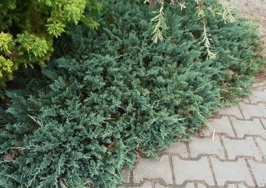 Juniperus media 'Gold Star- jalovec gold star.