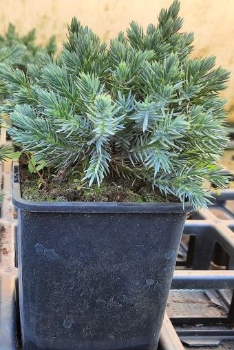 Juniperus-squamata Blue Star 1.jpg