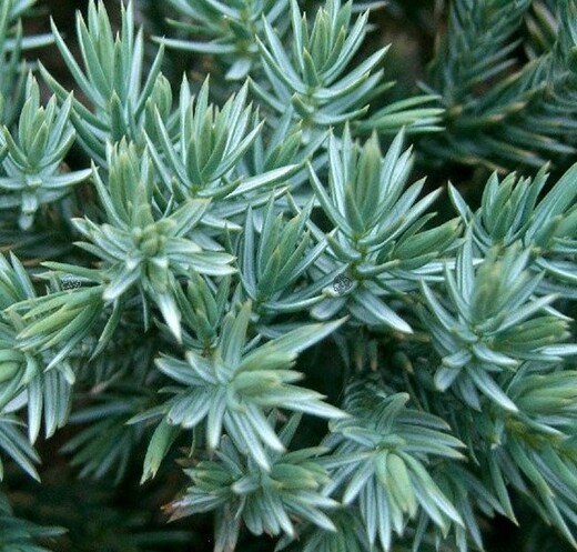 Juniperus-squamata Blue Star.jpg
