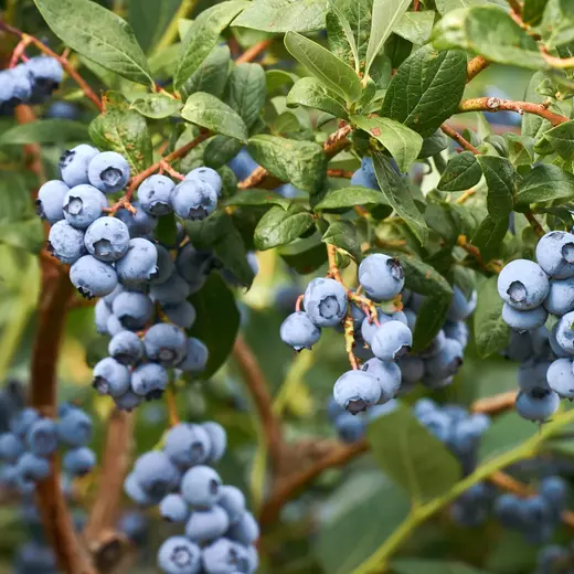Kanadská borůvka Early Blue - Vaccinium corymbosum Early Blue