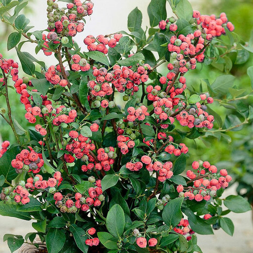 Kanadská borůvka Pink Lemonade - Vaccinium corymbosum 'Pink Lemo