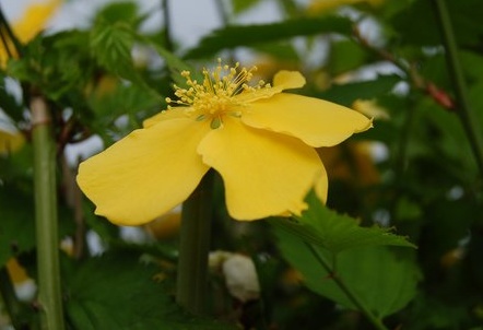 Kerria japonica Golden Guinea - Zákula.jpg