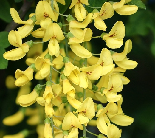 Laburnum anagyroides - Šědřenec.jpg