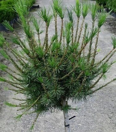 Larix decidua Globus.jpg