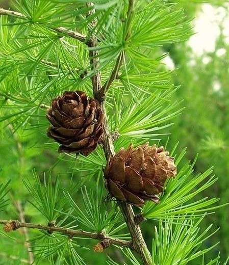 Larix decidua.jpg