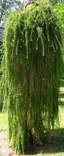 Larix decidua Pendula.jpg