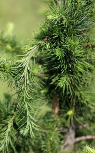 Larix kaempferi Blue Rabbit.jpg