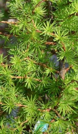 Larix kaempferi Diana.jpg