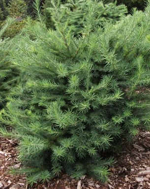 Larix kaempferi Grey Pearl.jpg
