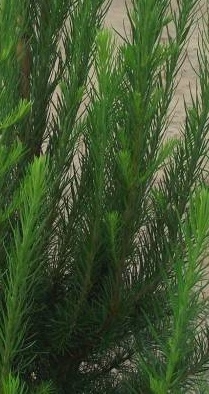Larix kaempferi Jacobsen s Pyramid.jpg