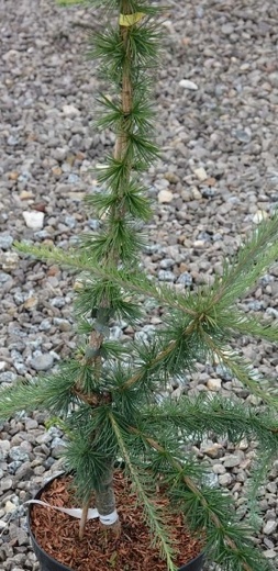 Larix kaempferi Mazánek.jpg