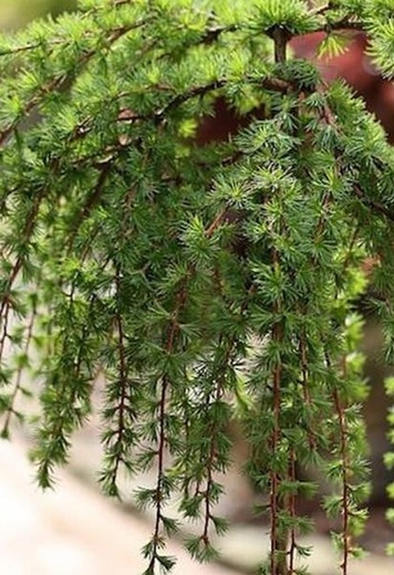 Larix kaempferi Stiff Weeping.jpg