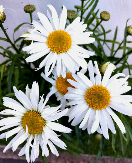Leucanthemum max. 'White Lion' Kopretina největší 'White Lion'