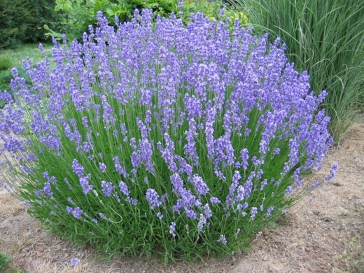 Levandula x intermedia Grosso