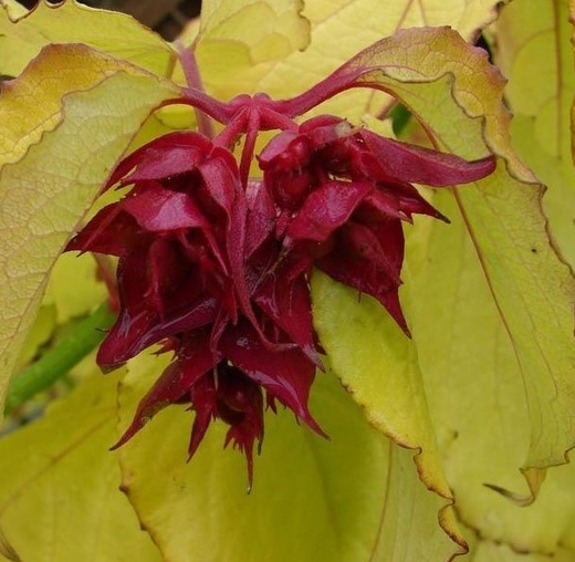 Leycesteria formosa Golden Lanterns - Leycesterie krásná.jpg