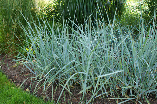 Elymus arenarius (Leymus) (E.glaucus)