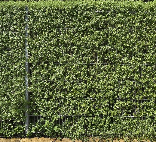 Ligustrum ovalifolium - Ptačí zob vejčitolistý.jpg