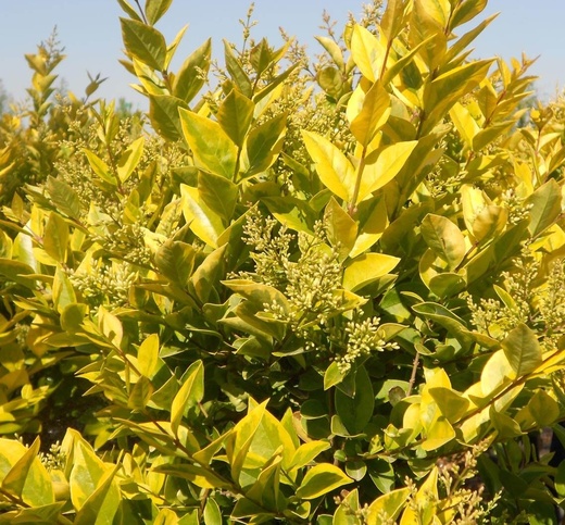 ligustrum-vicaryi - ptačí zob vicaryi.jpg