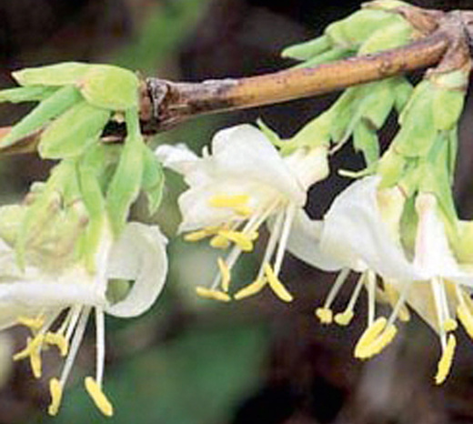lonicera fragranitissima - zimolez nejvonnější.jpg