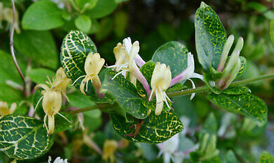 Lonicera japonica Aureoreticulata - Zimolez Aureoreticulata.jpg