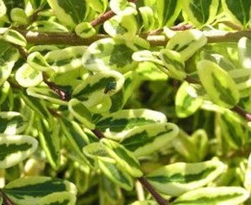 Lonicera nitida Lemon beauty - Zimolez Lemon beauty.jpg
